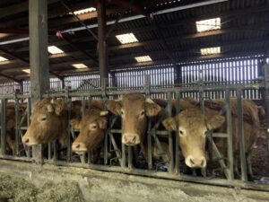 Les CM2 à la découverte de la ferme de Louison et l’importance de l’eau dans notre vie. 